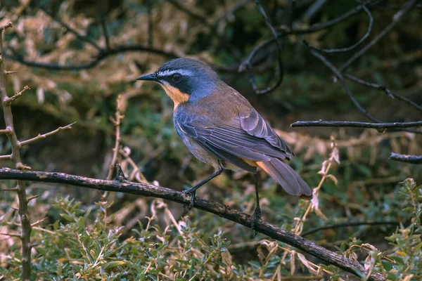 Cape Robin Chat Cossypha Caffra Bouldersbeach Simonstown Western Cape Province — Stock fotografie