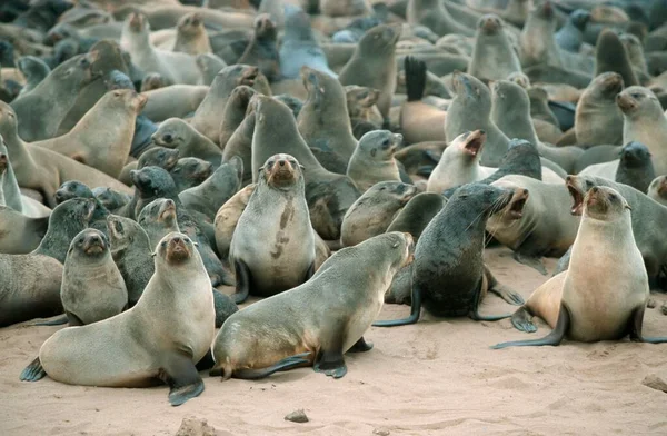 Kolonia Południowoafrykańskich Futer Arctocephalus Pusillus Cape Cross Namibia Afryka — Zdjęcie stockowe