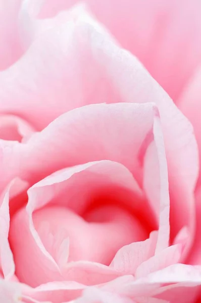 Rose Flower Close View Summer Concept — Stockfoto