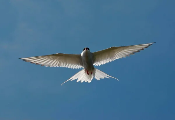 Silvertärna Sterna Paradisaea Flygning — Stockfoto