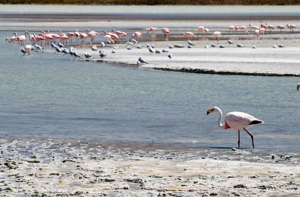 James Flamingo Lat Phoenicoparrus Jamesi Laguna Onda Bolivia South America — 图库照片