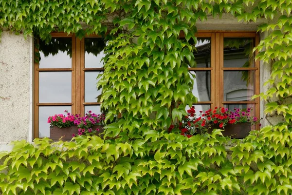 Staré Části Freiburgu Fribourg Švýcarsku Ivy Ovinula Kolem Dvou Oken — Stock fotografie