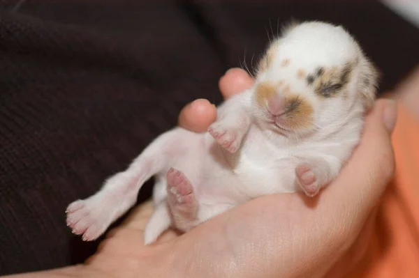 Baby Dwarfrabbit Lies Hand — 스톡 사진