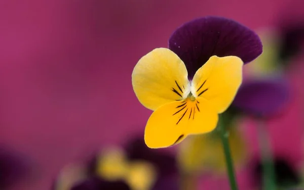 Pansy Viola Hybrida Close View — Fotografia de Stock