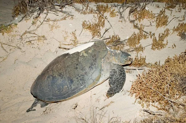 Grüne Schildkröte Strand Des Cape Range National Park Ningaloo Reef — Stockfoto