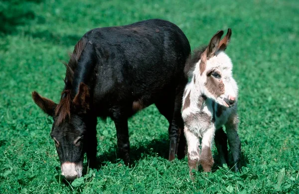 Donkey Foal North Rhine Westphalia Germany Europe — Zdjęcie stockowe