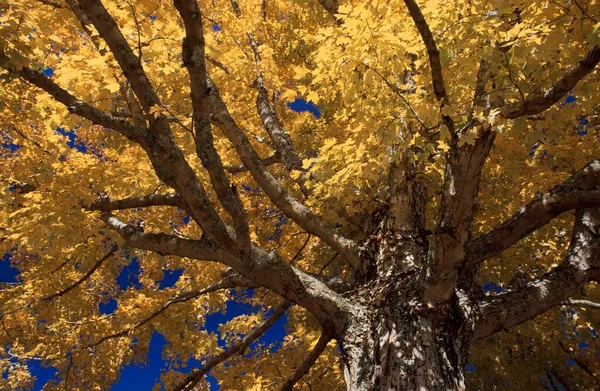 Sonbaharda Akçaağaç Great Smoky Dağları Ulusal Parkı Kuzey Carolina Abd — Stok fotoğraf