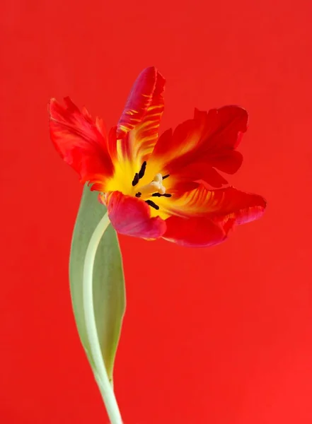 Tulipa Tulipa Papagaio Tulipa Flor Laranja — Fotografia de Stock