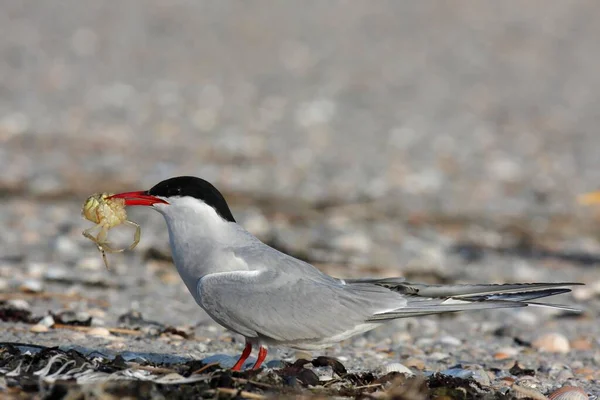 Arctic Tern Fourding East Frisian Islands East Frisia Lower Saxony — стокове фото