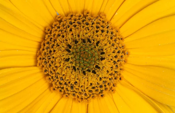 Sunflower Flower Detail Helianthus — Photo