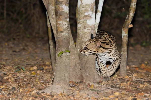 Ocelot Leopardus Pardalis Noite Pantanal Mato Grosso Brasil América Sul — Fotografia de Stock