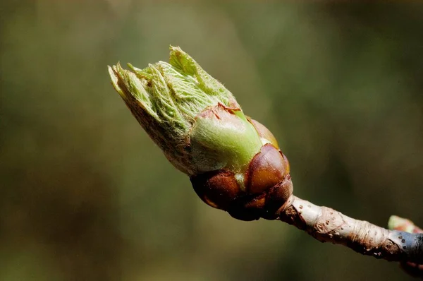 Horse Chestnut Aesculus Hippocastanum Bud — 스톡 사진