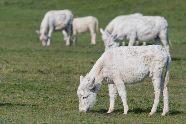 Austria-Hungarian white donkey  (Equus asinus asinus), flock standing on pasture, Neusiedler-See national park , Burgenland, Austria, Europe