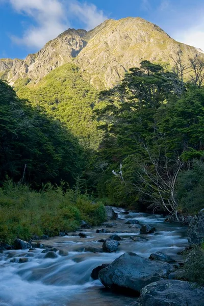 Mountain Stream New Zealand Jungle Front Brightly Lit Mount Cashel — Stock Photo, Image
