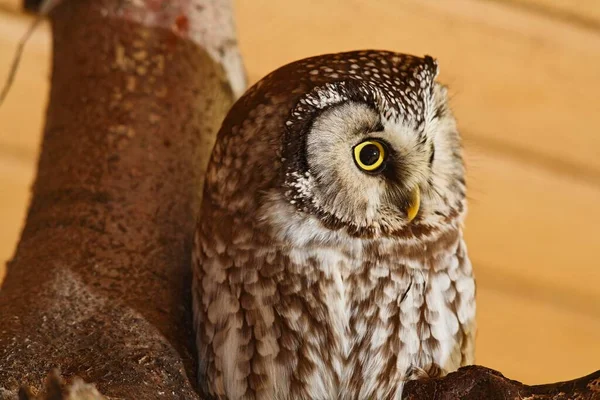Tawny Owl Aegolius Funereus — Stock Fotó