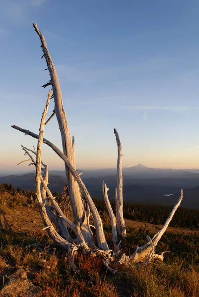 Dead tree on the slopes of Mount Hood Volcano, Mount Jefferson visible, Cascade Range, Oregon, USA, North America
