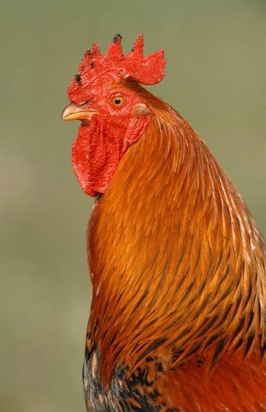 Domestic Cock Free Range Island Texel Netherlands — Stock Fotó
