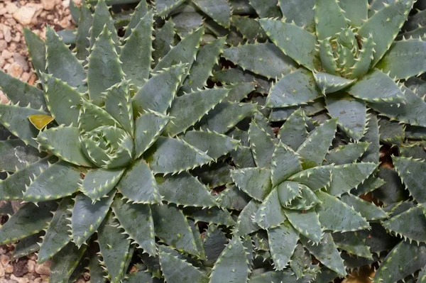 Kurzblättrige Aloe Aloe Brevifolia — Stockfoto