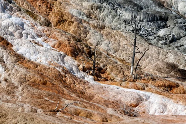 Limestone Sinter Terraces Hot Springs Dead Trees Terrace Mountain Mammoth — Zdjęcie stockowe