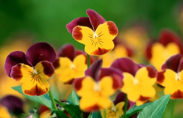 Pansies Flowers Close View Summer Concept — Stockfoto