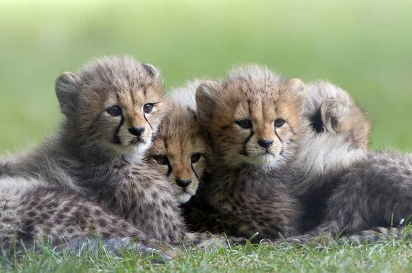 Cheetah Acinonyx Jubatus Cubs — 图库照片