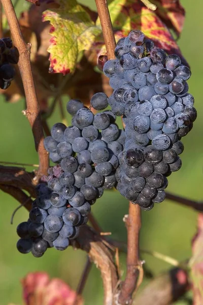 Blue Grapes Vine Baden Wrttemberg Germany Europe — Stock Fotó