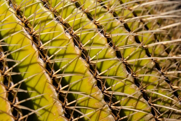 Arany Hordós Kaktusz Echinocactus Grusonii Gerinc Részlet Gran Canaria Kanári — Stock Fotó