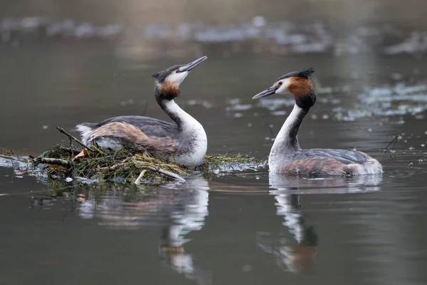 Courting Great Crested Grebes Podiceps Cristatus Nest Hesse Germany Europe — 图库照片