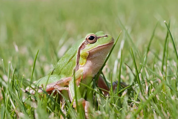 Little Green Frog Grass — Foto de Stock