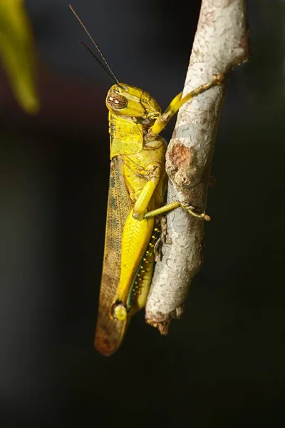 Szöcske Acrididae Putussibau Nyugat Kalimantan Kalimantan Bar Borneo Indonézia Ázsia — Stock Fotó