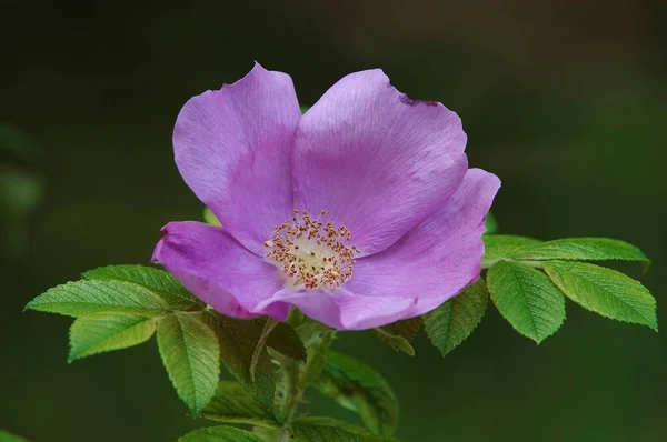 Rose Rugosa Rose Flowers Close View Summer Concept — Φωτογραφία Αρχείου