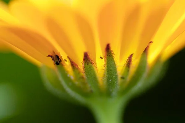 Garden Marigold Flower Close View Summer Concept — Photo