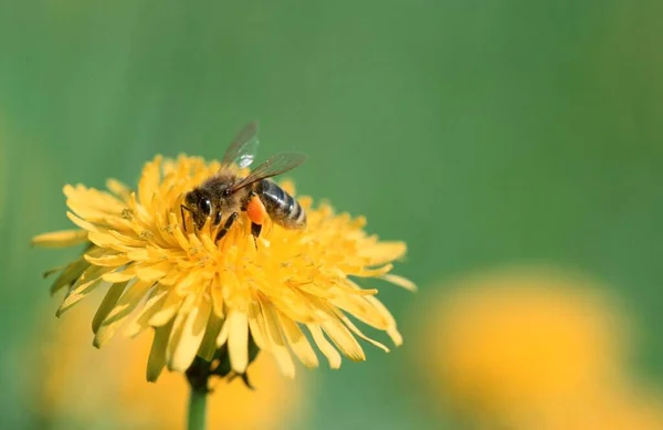 Honey Bee Apis Mellifera Dandelion Taraxacum Officinale North Rhine Westphalia — Fotografia de Stock