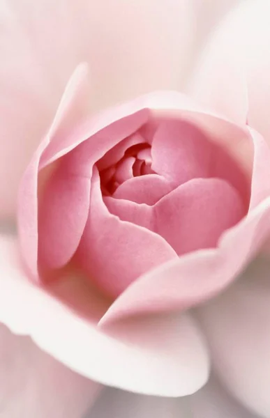 バラの花 ローザ仕様 — ストック写真