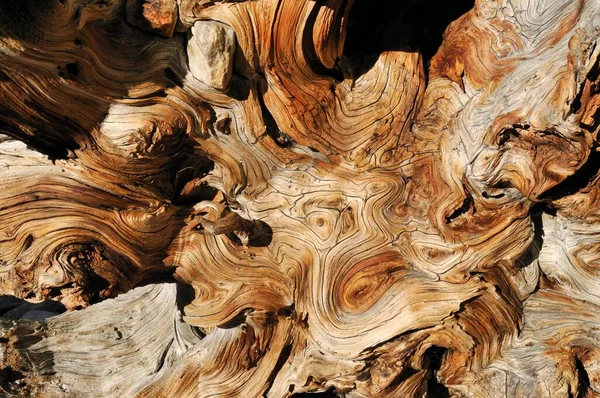 Weathered Wood Ancient Bristlecone Pine Great Basin Nevada Usa North — Stockfoto