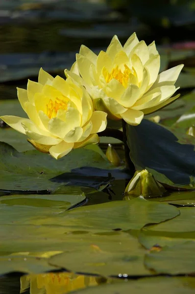 Water Lily Flowers Close View Summer Concept — Foto de Stock