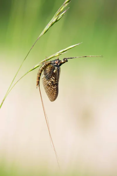 Mayfly Ephemeroptera Spec Лезі Емсленді Нижній Саксонії Німеччина Європа — стокове фото