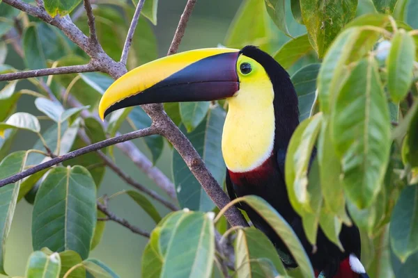 Yellow Throated Toucan Sitting Tree Rainforest Boca Tapada Costa Rica — Stock Photo, Image