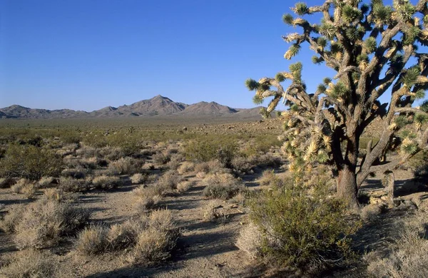 Joshua Tree Mojave National Preserve Kalifornien Usa Nordamerika — Stockfoto