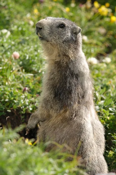 Woodchuck Marmotta Marmotta Close View — 图库照片