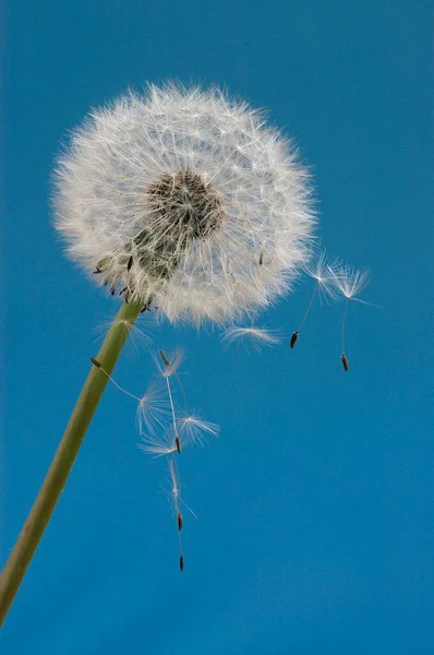 Testa Semenzaio Tarassaco Renania Settentrionale Vestfalia Germania Taraxacum Officinale — Foto Stock