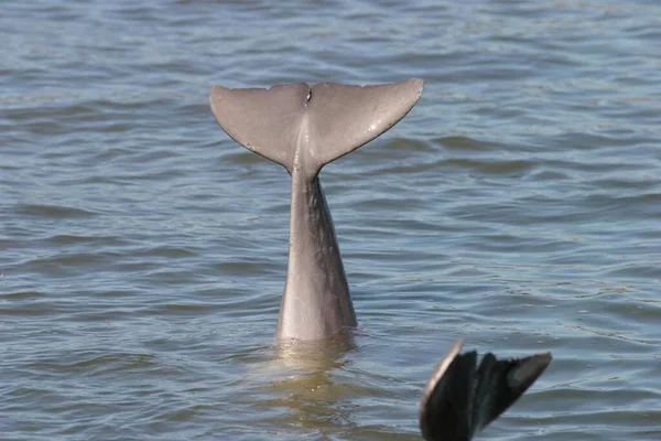 Fin Dolphin Florida Usa North America — Stock Photo, Image