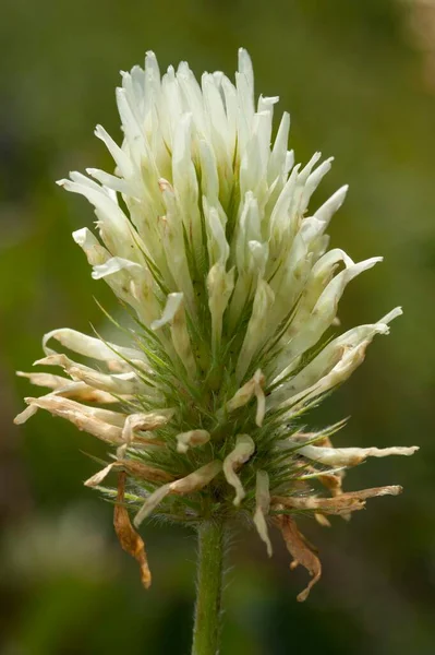 Sulphur Clover Trifolium Ochroleucon — стоковое фото
