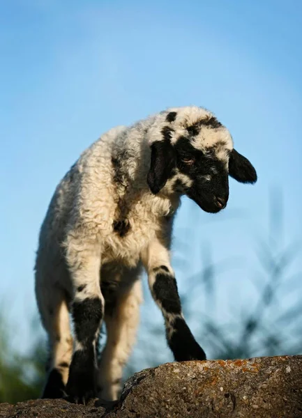 Černobílé Jehněčí Stojící Skále — Stock fotografie