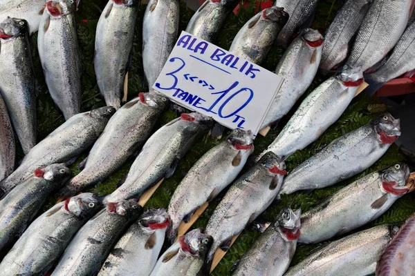 Fresh Trout Sale — Stockfoto