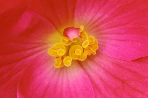 Begonia Detalhe Flor Vista Perto — Fotografia de Stock