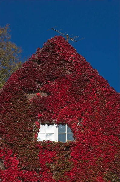 Front House Covered Autumn Coloured Vine Leaves Germany Europe — Stockfoto
