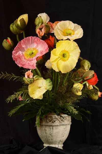 Bunch Poppies Papaver — Stockfoto