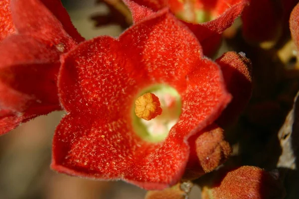 Exotic Red Bloom Darwin Northern Territory Australia — Fotografie, imagine de stoc
