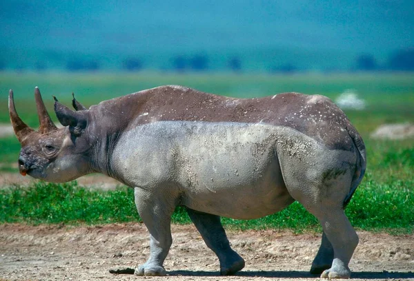 Black Rhinoceros Ngoro Ngoro Crater Tanzania Diceros Bicornis Side — Zdjęcie stockowe